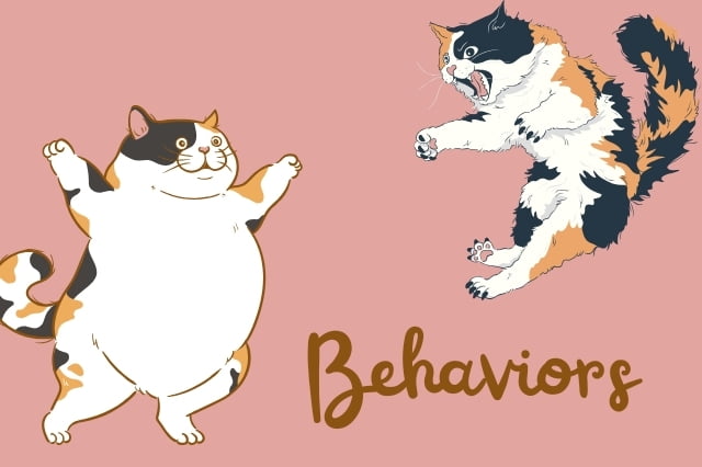Calico Cat Personality