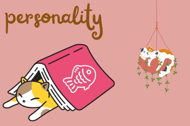 calico cat personality