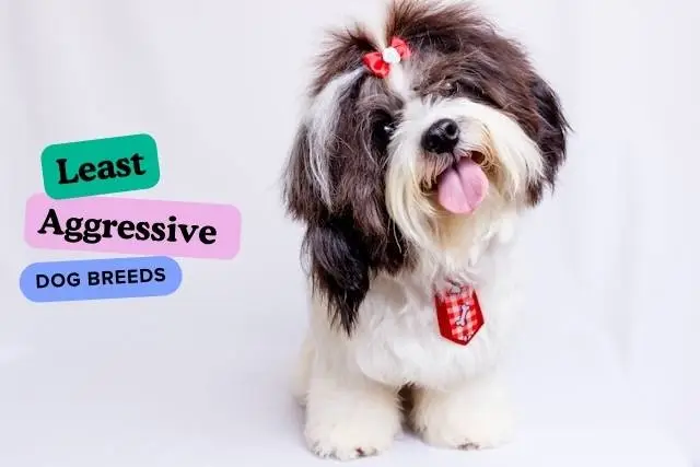 Least Aggressive Dog Breeds