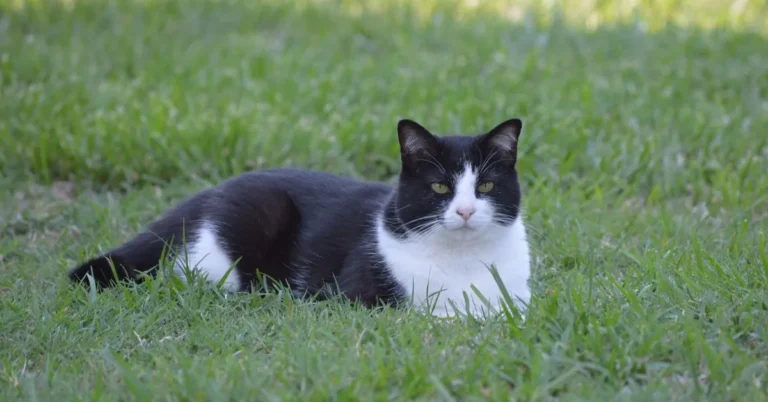 Tuxedo Cat