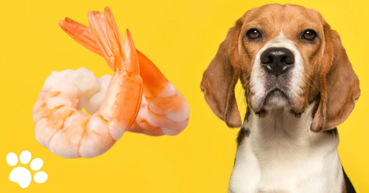Can Dogs Eat Shrimp
