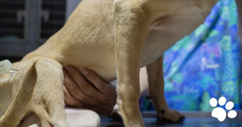 Dog's Stomach